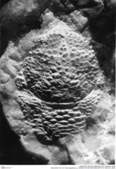 Historisches Foto von Tuberosagalathea sp. (NHMW-AFW-GEO-BACHMAYER-FOTO-1990-0041-2646)